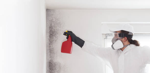 Best Residential Mold Remediation in Bliss Corner, MA