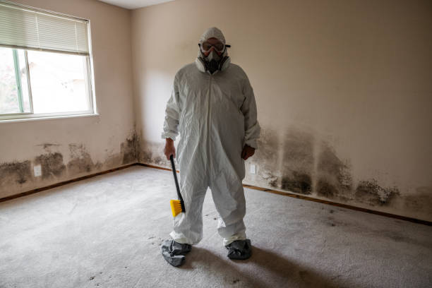 Best Industrial Mold Remediation in Bliss Corner, MA
